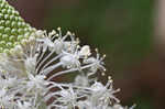 Eastern turkeybeard